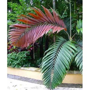 Chambeyronia macrocarpa