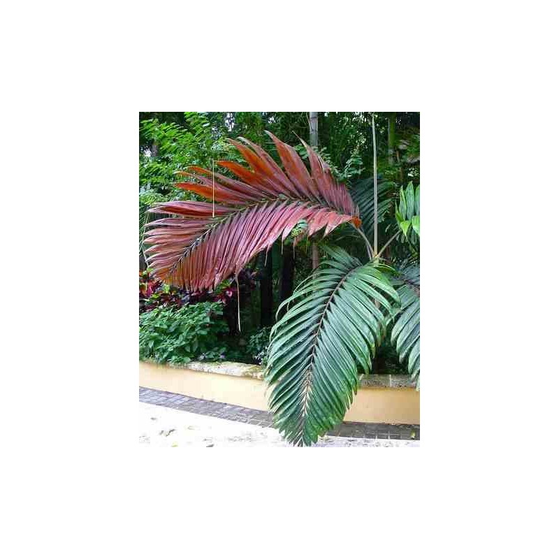 Chambeyronia macrocarpa