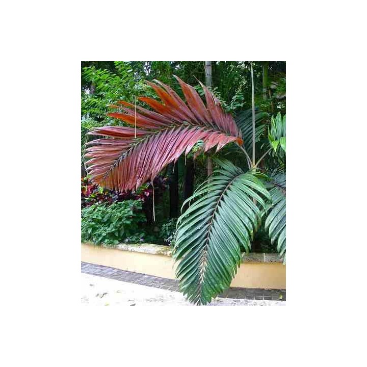 Chambeyronia macrocarpa