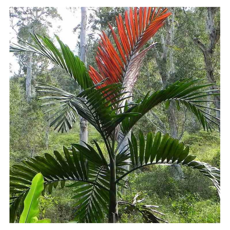 Chambeyronia macrocarpa