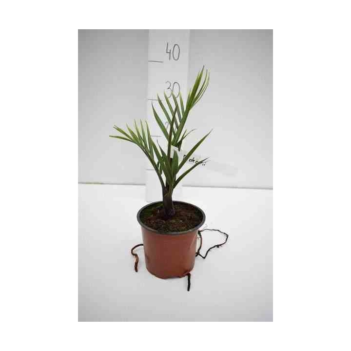 Dypsis decaryi
