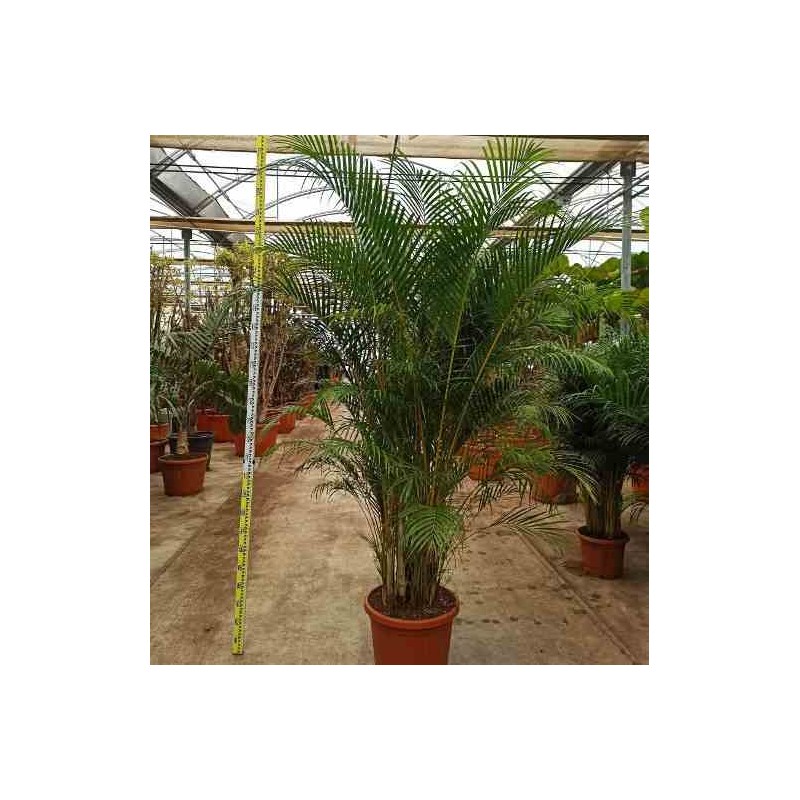 Dypsis lutescens Multiplicateur de Palmier