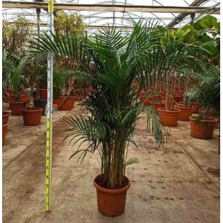 Dypsis lutescens Multiplicateur de Palmier