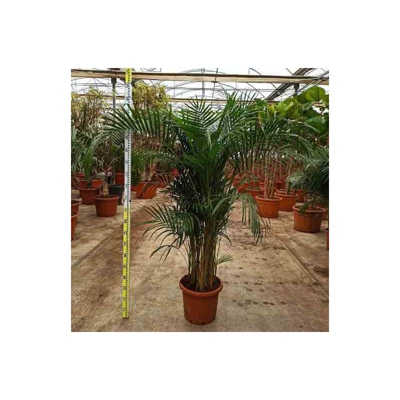 Dypsis lutescens Multiplicateur de Palmier