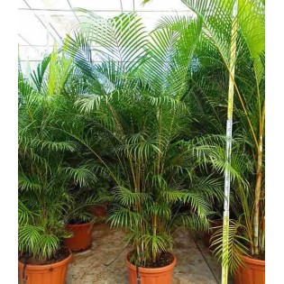 Dypsis lutescens Multiplicateur de Palmier