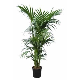 Howea forsteriana