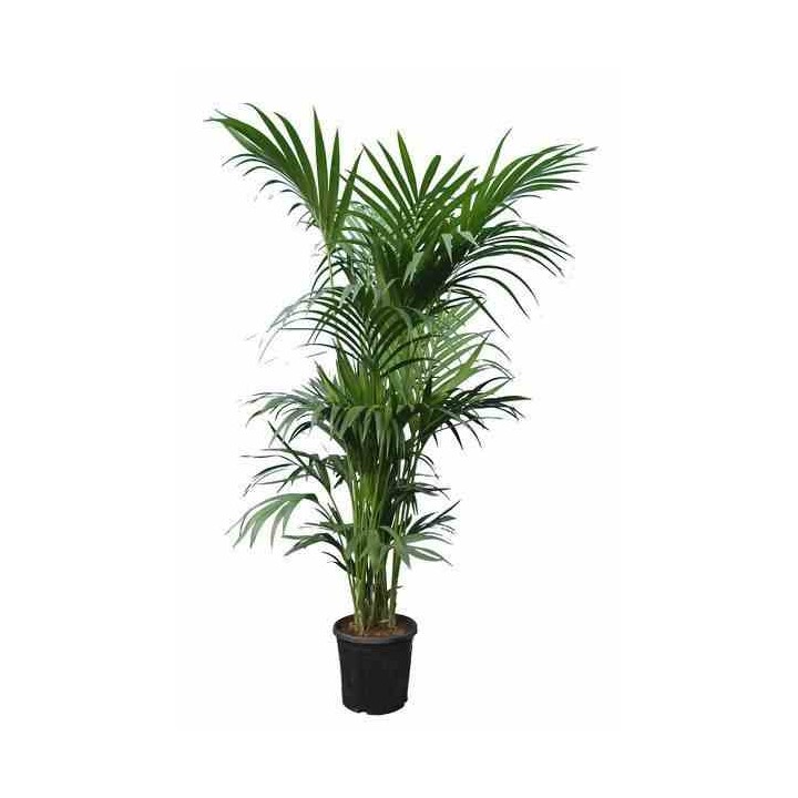 Howea forsteriana
