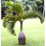 Hyophorbe lagenicaulis (Palmier bouteille)