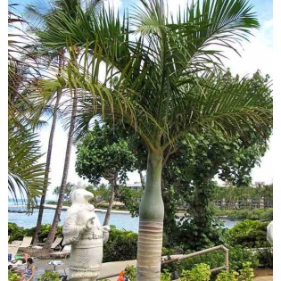 Hyophorbe verschaffeltii ( Palmiste marron, Palmier bouteille)