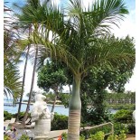 Hyophorbe verschaffeltii ( Palmiste marron, Palmier bouteille)