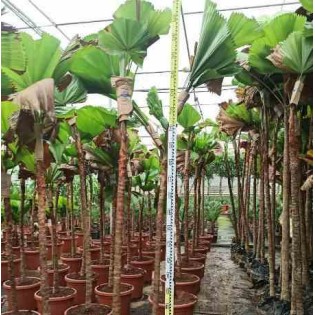 Licuala grandis Palmier cuillère