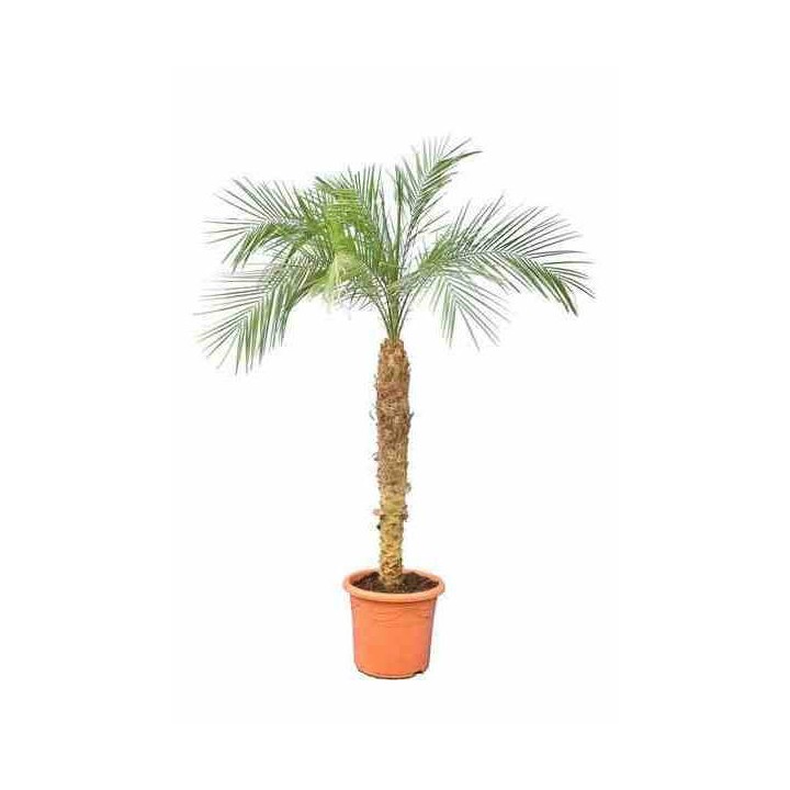 Phénix roebelenii (Dattier du Laos)