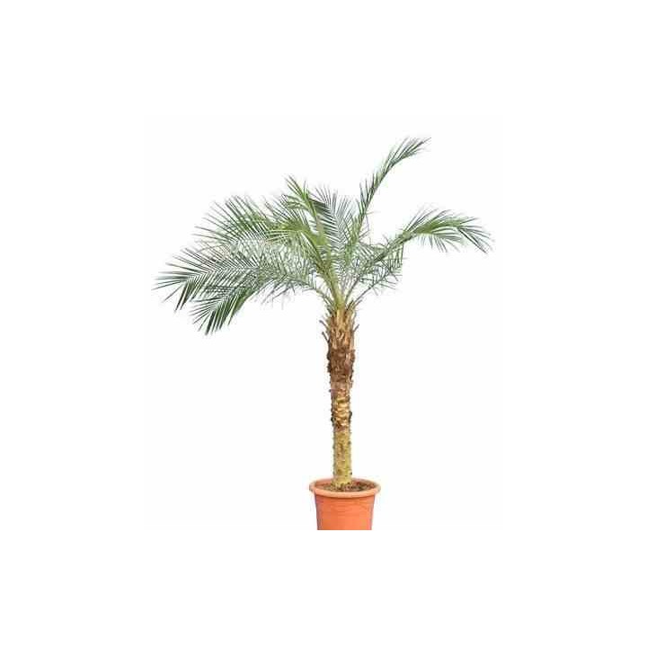 Phénix roebelenii (Dattier du Laos)