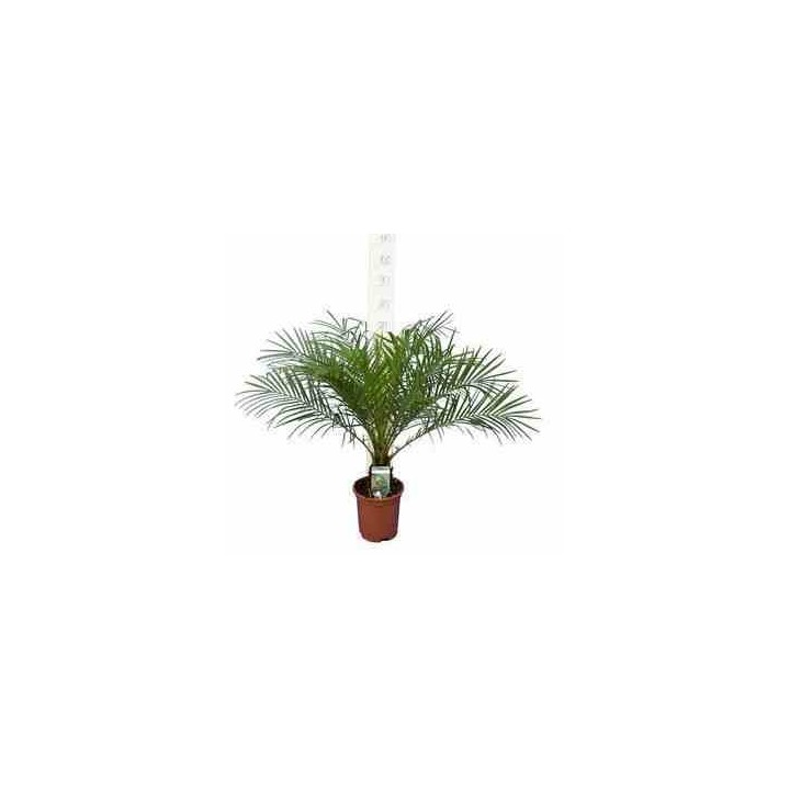 Phénix roebelenii (Dattier du Laos)