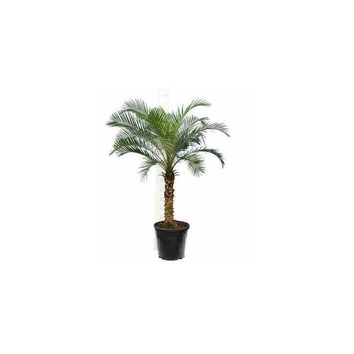 Phénix roebelenii (Dattier du Laos)
