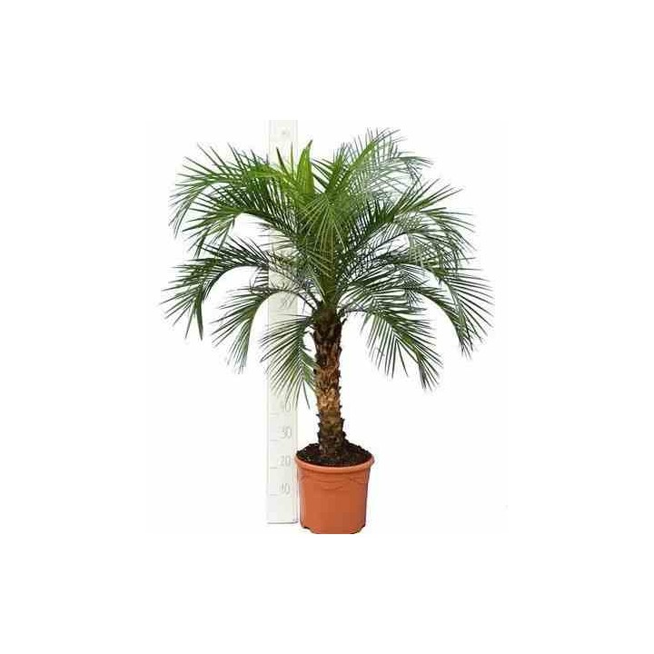 Phénix roebelenii (Dattier du Laos)
