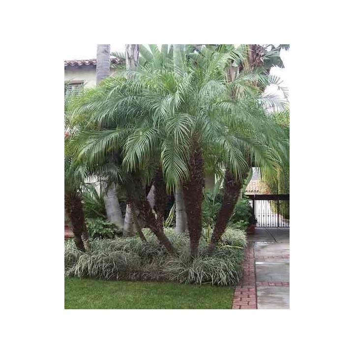 Phénix roebelenii (Dattier du Laos)