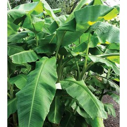 Musa basjoo sp. Sapporo (Bananier rustique)