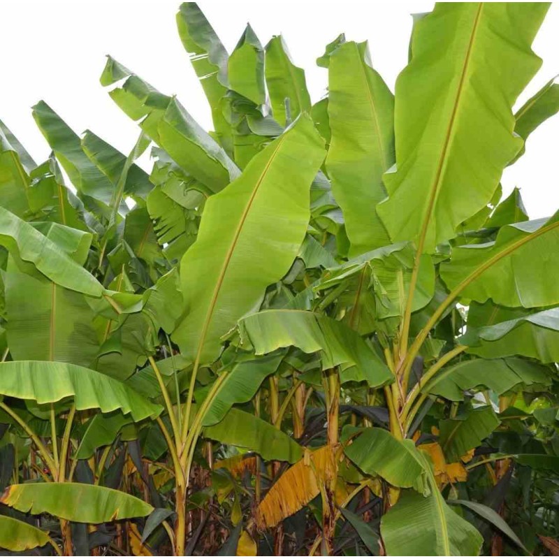Musa basjoo x hybridum (Bananier rustique)