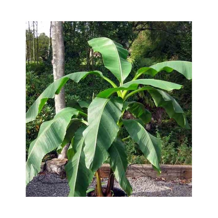 Musa dajiao (banane comestible)