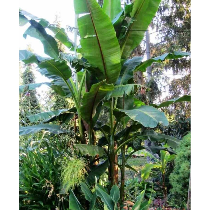 Musa nagensium (bananier à tronc violet)
