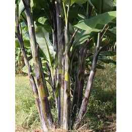 Musa nagensium (bananier à tronc violet)