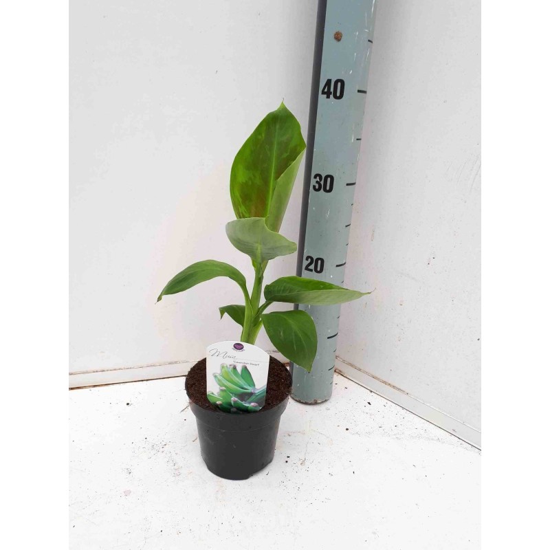 Bananier Musa acuminata cv. Cavendish super nain