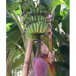 Bananier Musa acuminata cv. Cavendish super nain