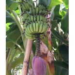 Bananier Musa acuminata cv. Cavendish super nain