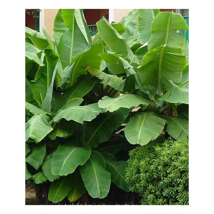 Bananier Musa acuminata cv. Cavendish super nain