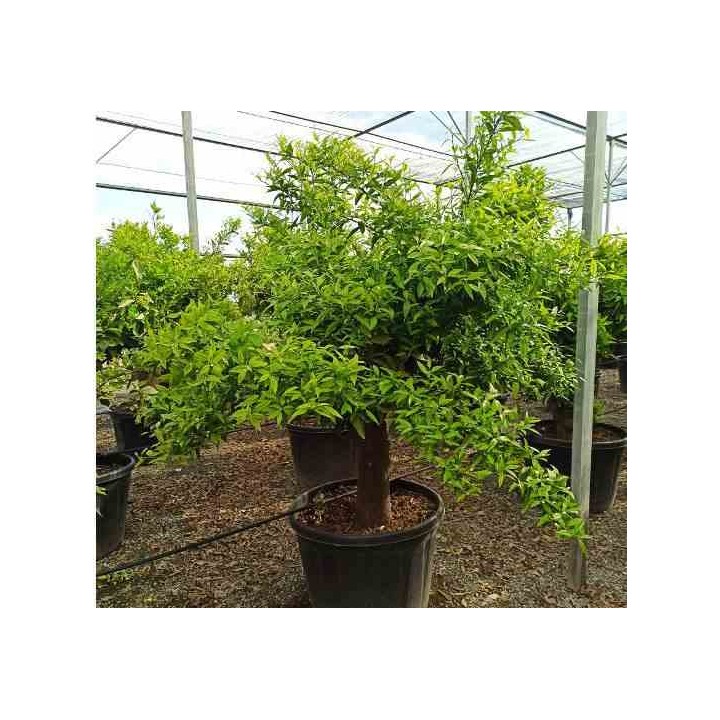 Citrus clémentine (syn. Citrus reticulata)