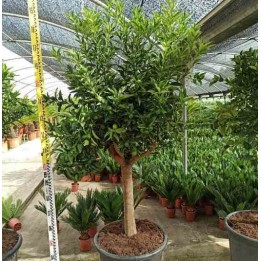 Kumquat aux agrumes (Fortunella margarita)