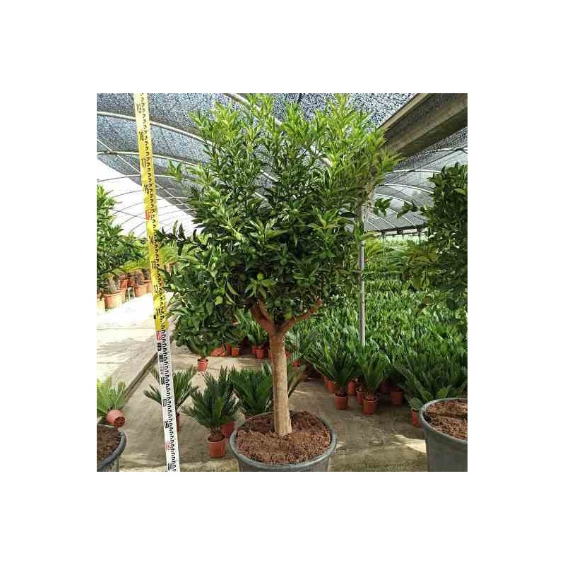 Kumquat aux agrumes (Fortunella margarita)