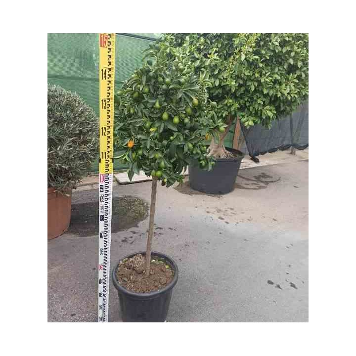 Kumquat aux agrumes (Fortunella margarita)