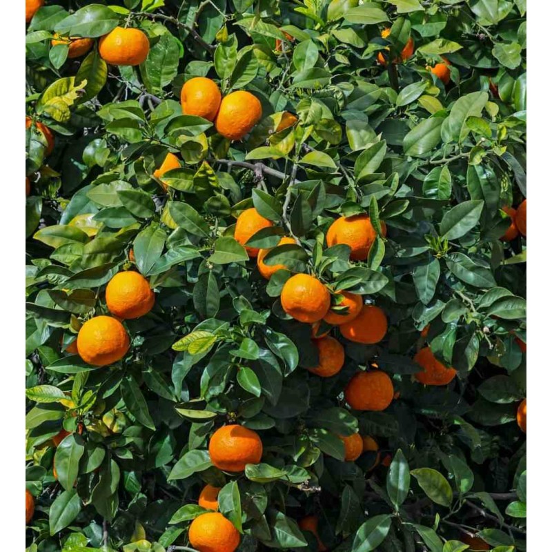 Citrus sinensis (oranger)