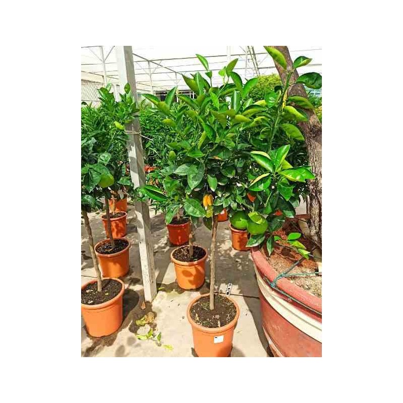 Oranger Citrus sinensis