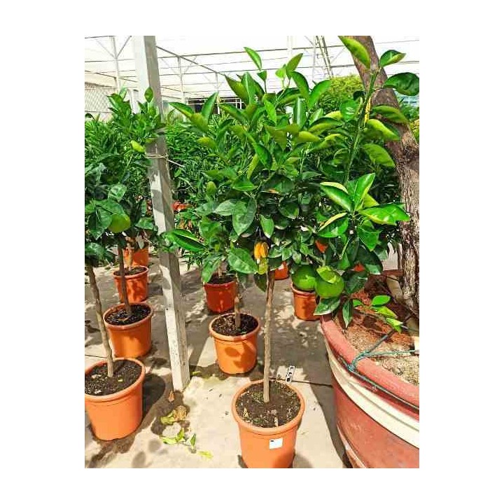 Oranger Citrus sinensis