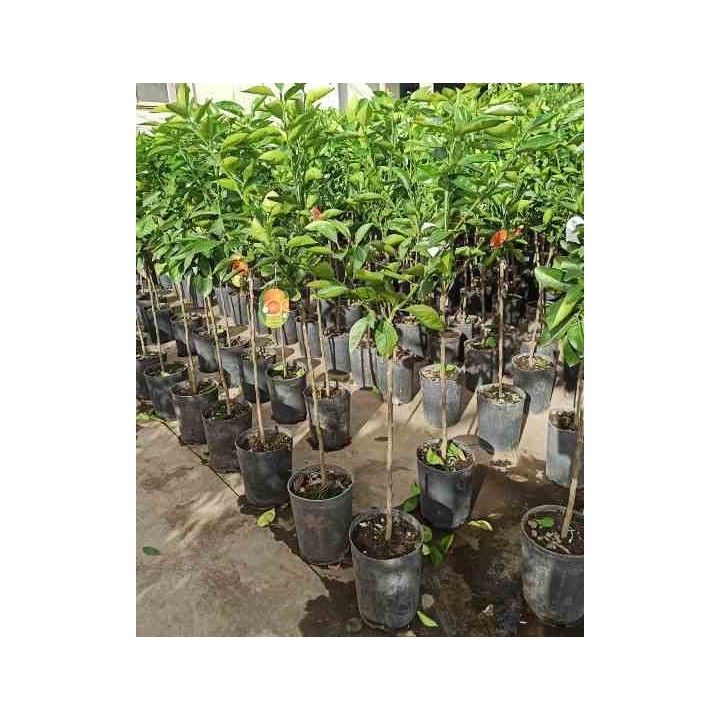 Oranger Citrus sinensis
