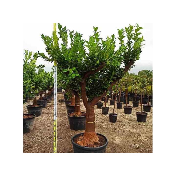 Citrus sinensis (oranger)