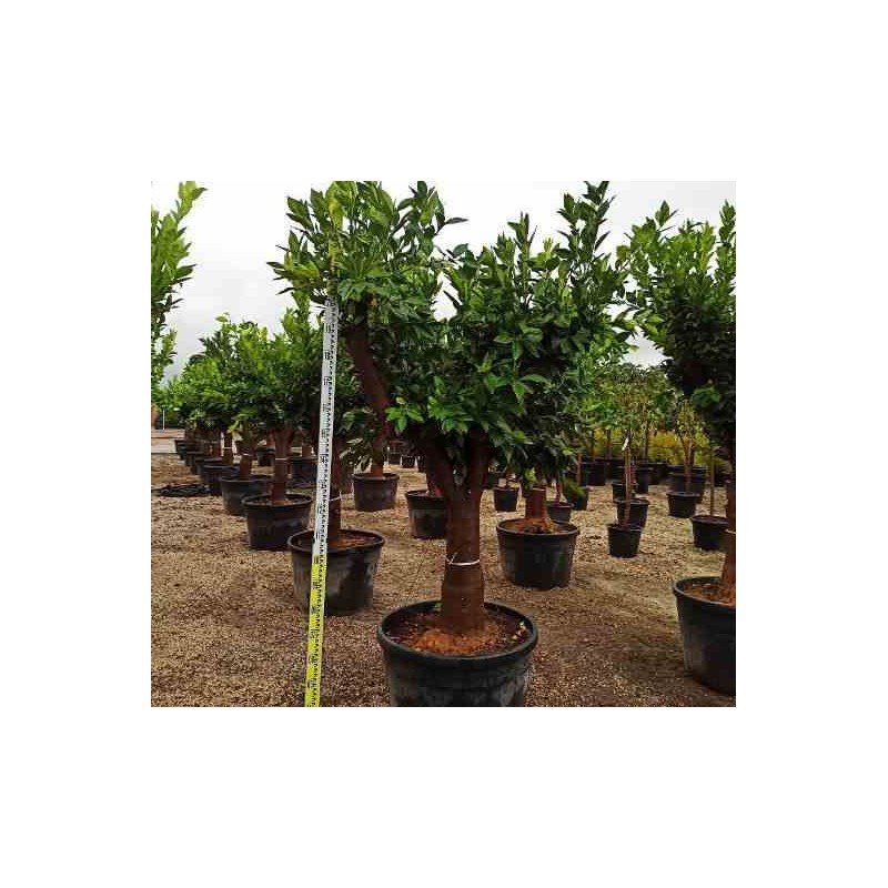 Citrus sinensis (oranger)