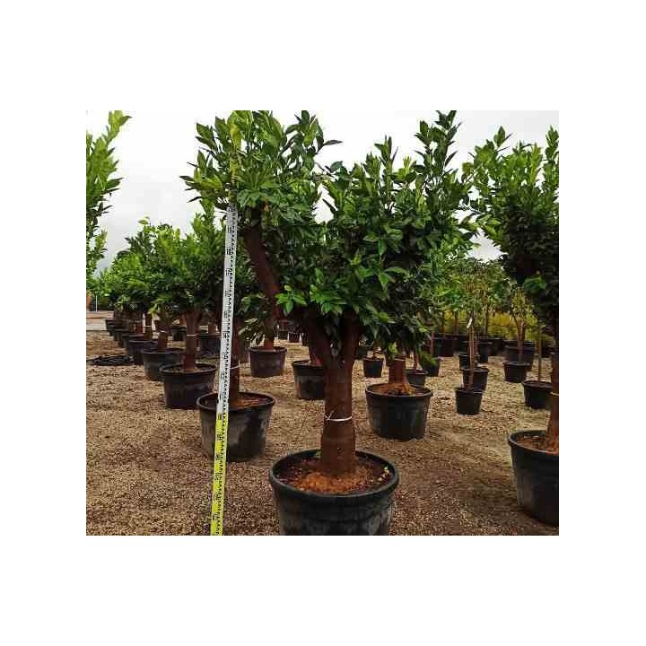 Citrus sinensis (oranger)
