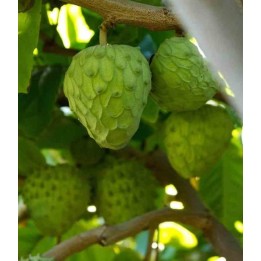 Annona cherimola (Chérimoye)