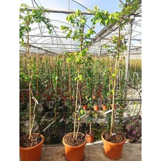 Carambole Averrhoa (Carambolier, carambole)