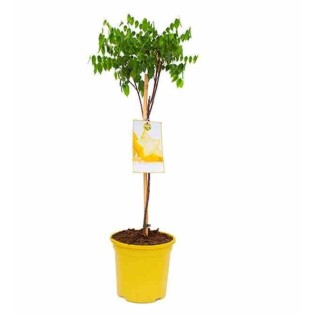 Carambole Averrhoa (Carambolier, carambole)