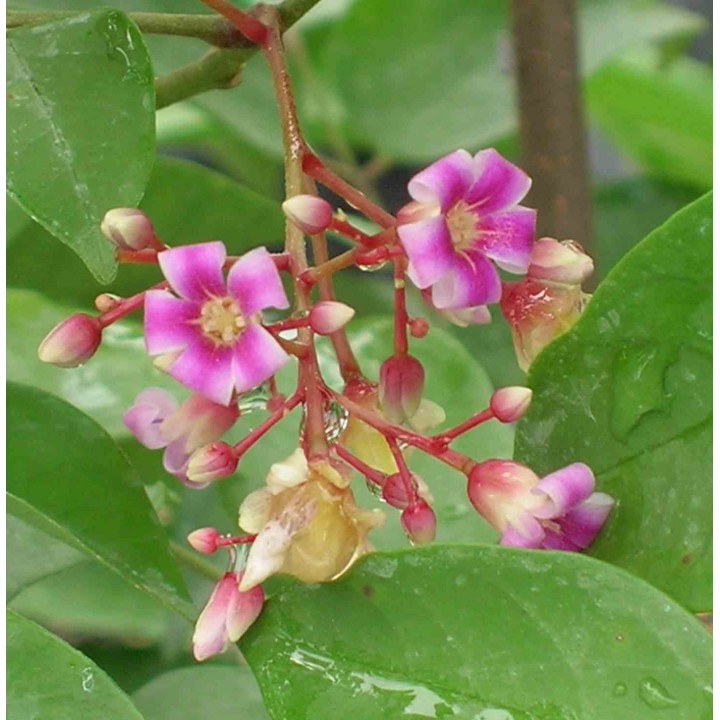 Carambole Averrhoa (Carambolier, carambole)