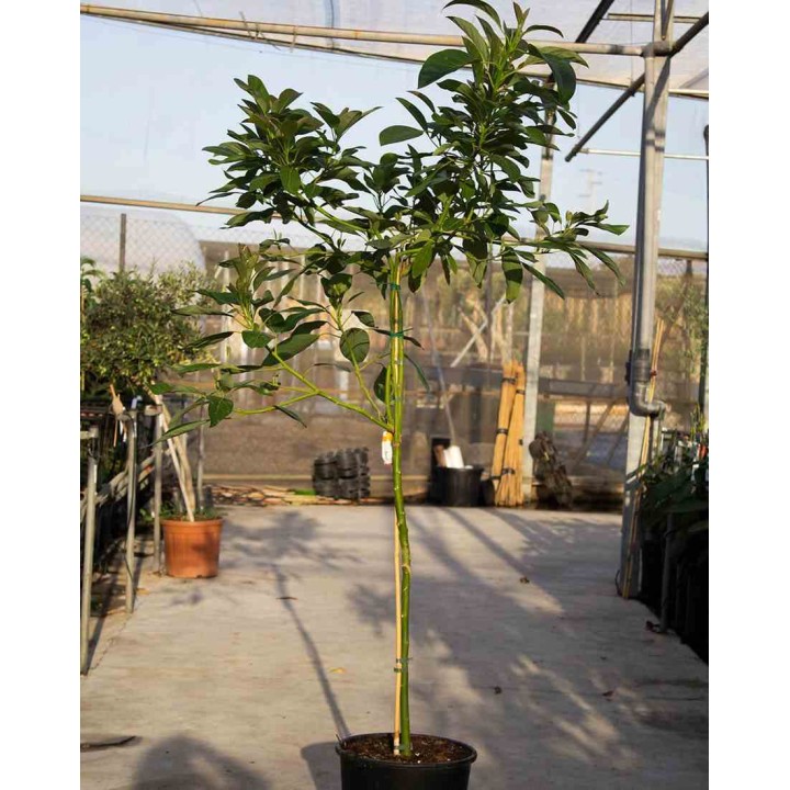 Avocatier : Persea americana var. Hass (De greffe)