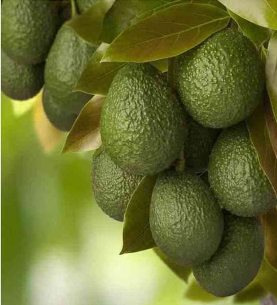 Avocatier : Persea americana var. Hass (De greffe)