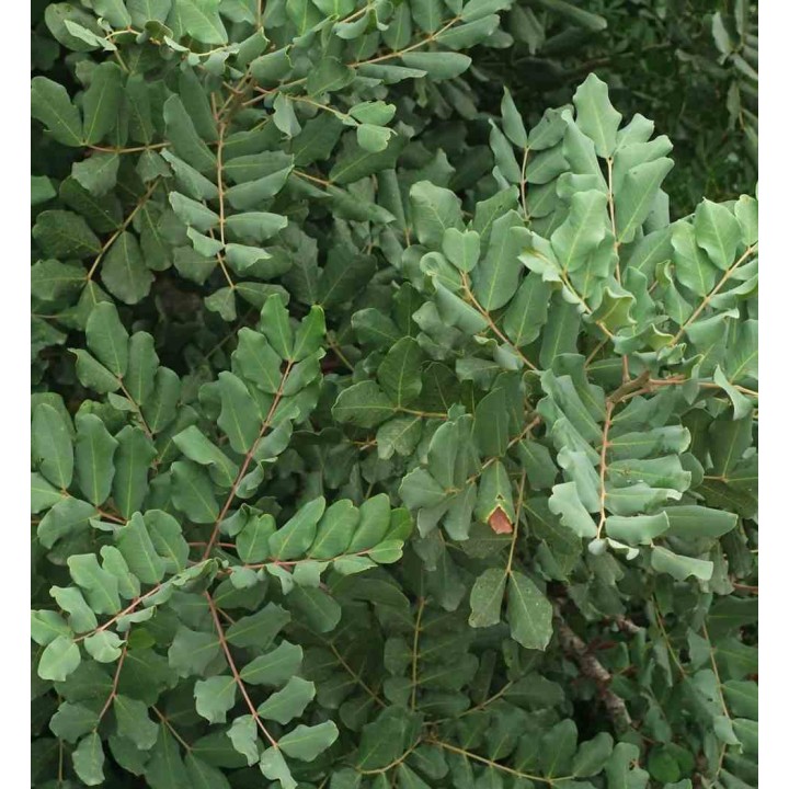 Ceratonia siliqua (caroubier)