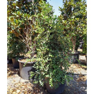 Ceratonia siliqua (caroubier) : Substitut au chocolat