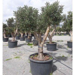 Ceratonia siliqua (caroubier) : Substitut au chocolat